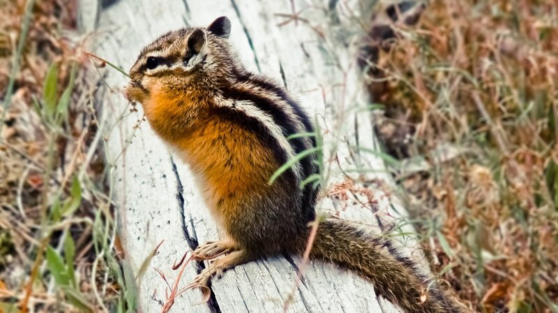 Chipmunk on Log — Brown, Natural
