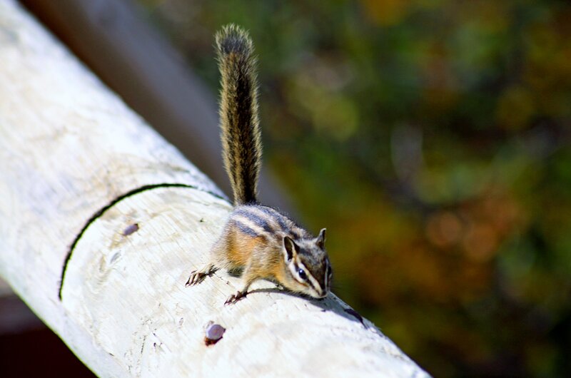 Chipmunk on Log — Brown