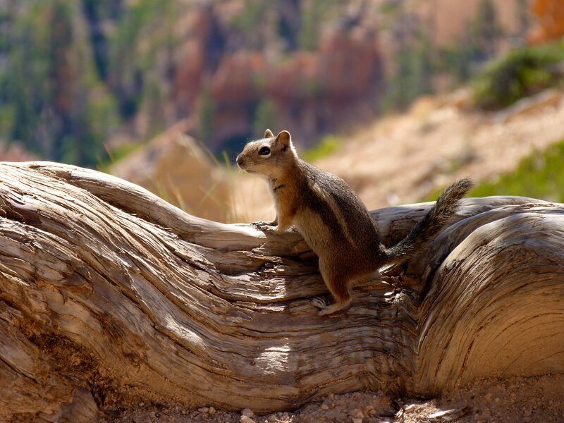 Chipmunk on Log