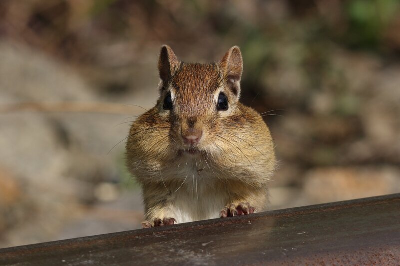 Chipmunk on Metal Bar