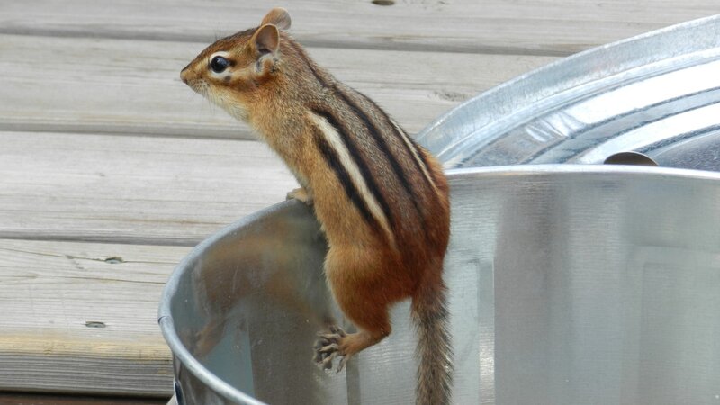 chipmunk on metal bucket