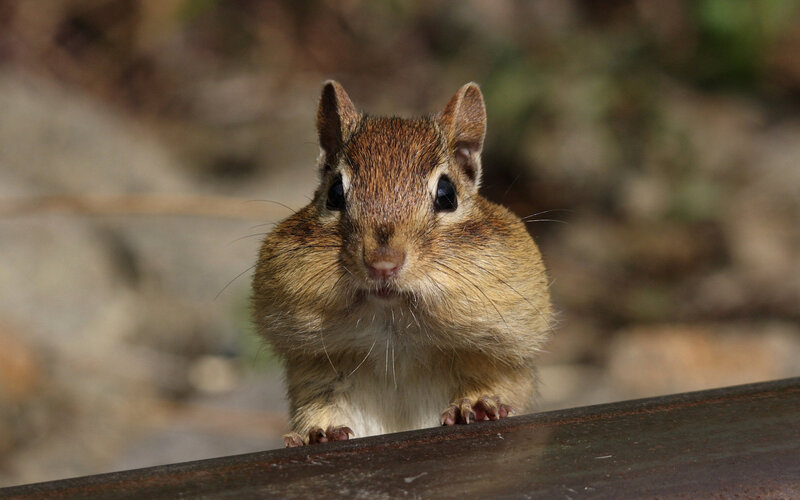 Chipmunk on Metal Surface
