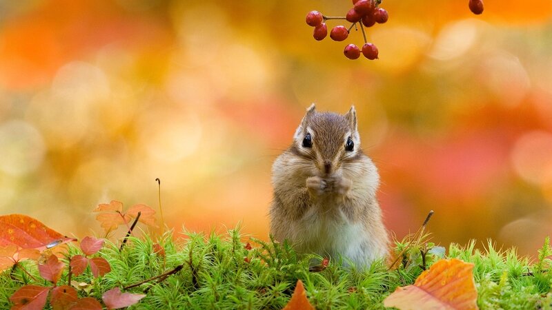 Chipmunk on Moss