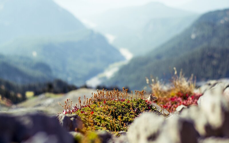 Chipmunk on Mossy Rock — Green