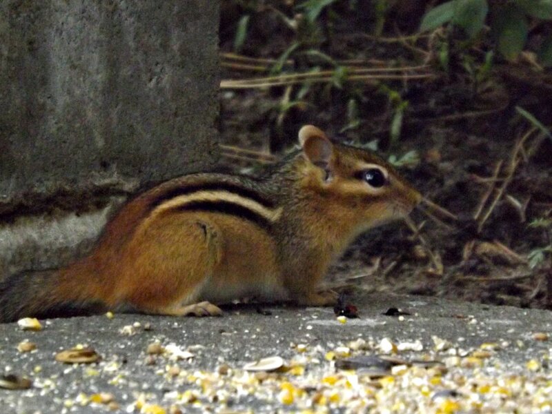 Chipmunk on Pavement — Brown, Calm
