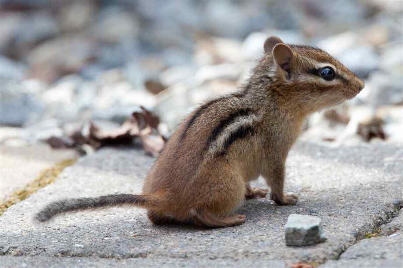 Chipmunk on Pavement — Brown