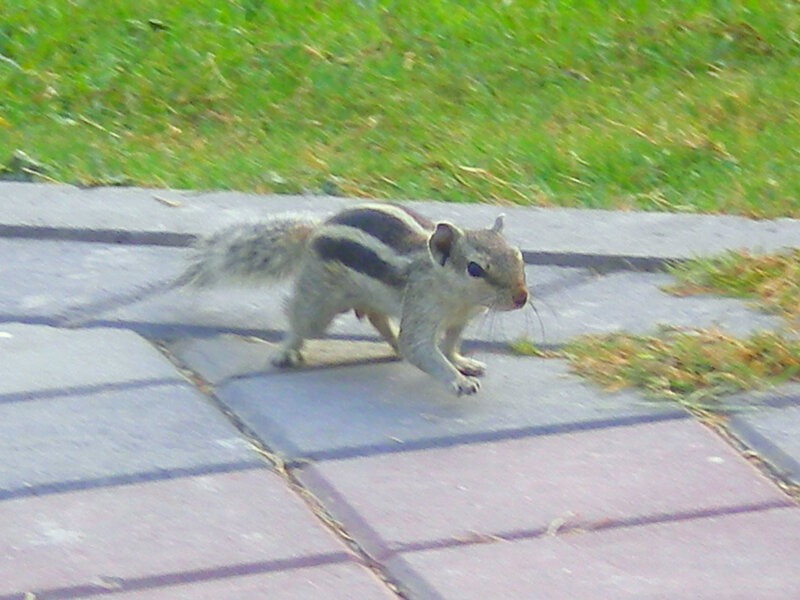 chipmunk on pavement