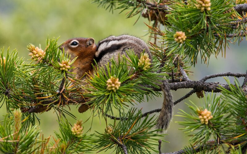 Chipmunk on Pine Branch