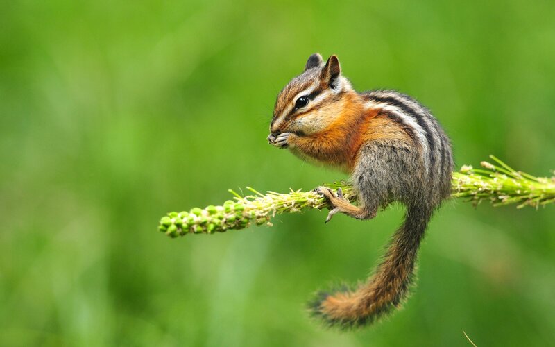 Chipmunk on Plant Stem