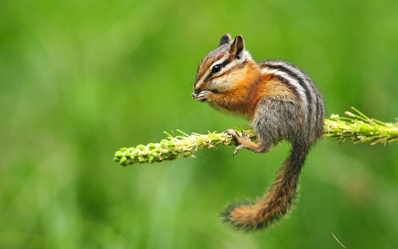 Chipmunk on Plant