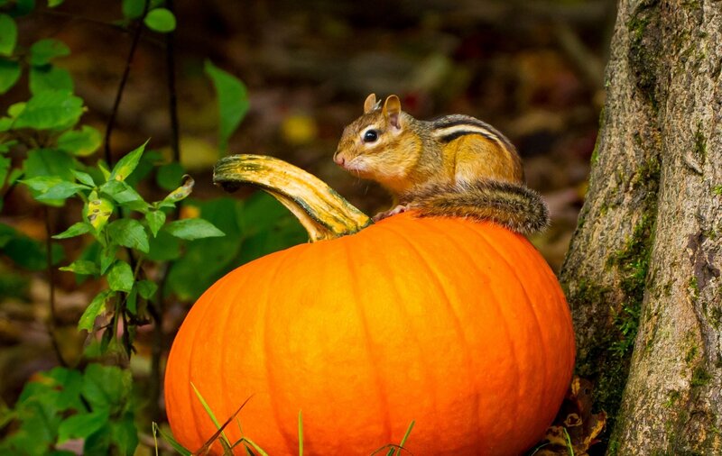 Chipmunk on Pumpkin — Orange, Natural
