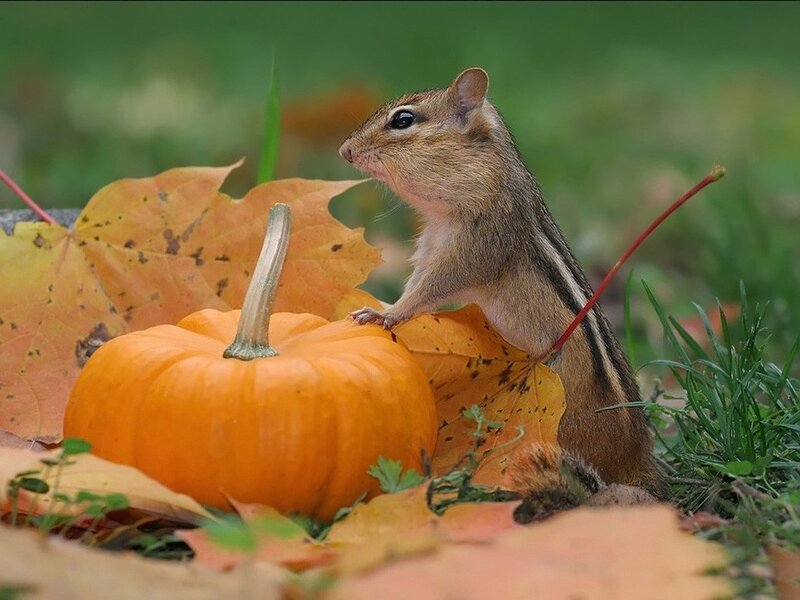 Chipmunk on Pumpkin