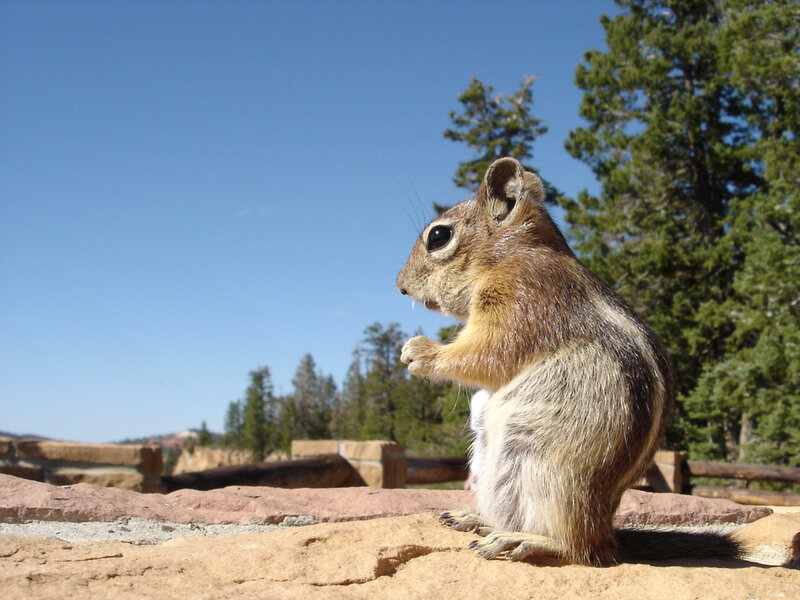 Chipmunk on Rock — Blue