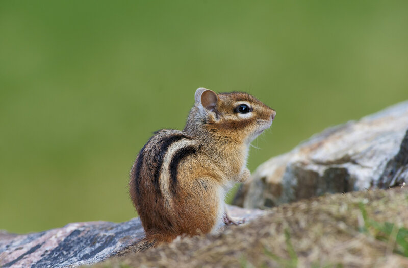 Chipmunk on Rock — Brown, Alert, Afternoon