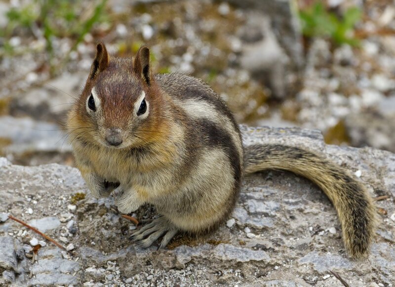 Chipmunk on Rock — Brown, Alert