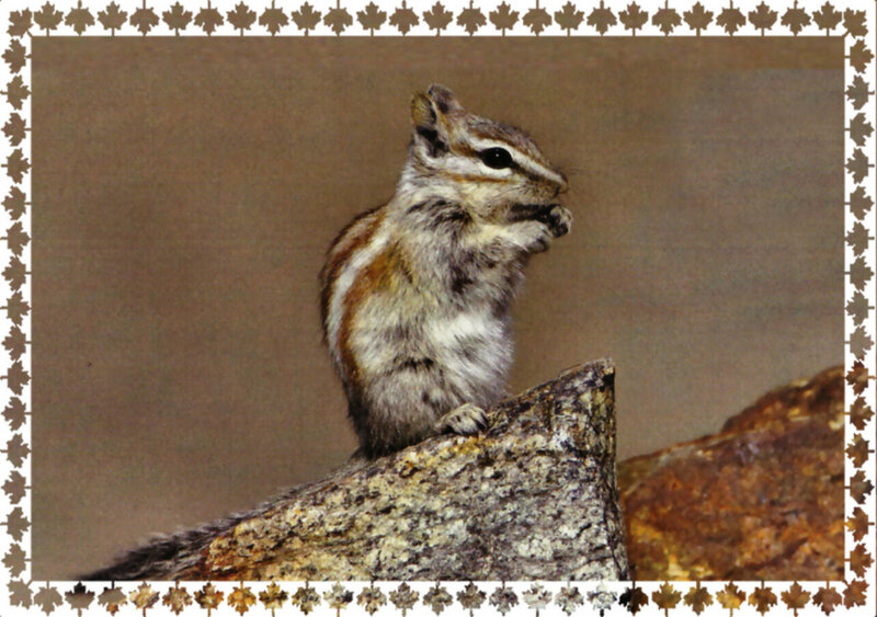 Chipmunk on Rock — Brown, Calm
