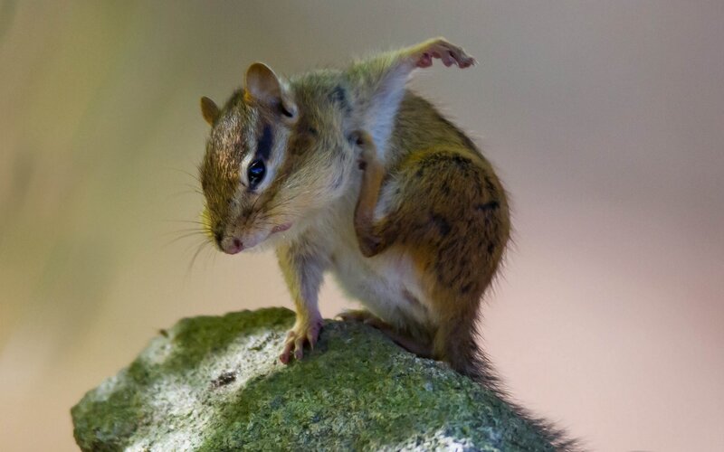 Chipmunk on Rock — Brown, Curious