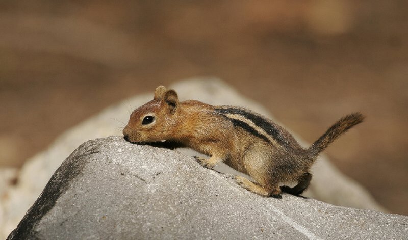 Chipmunk on Rock — Brown