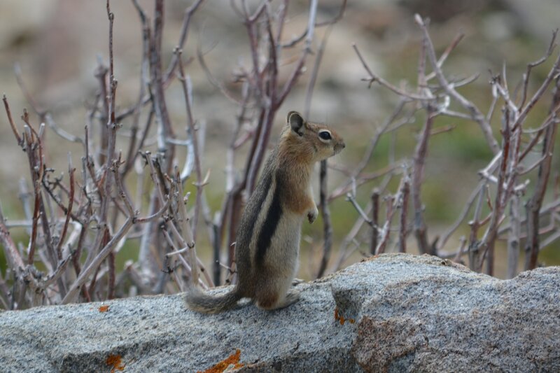 Chipmunk on Rock — Gray, Alert