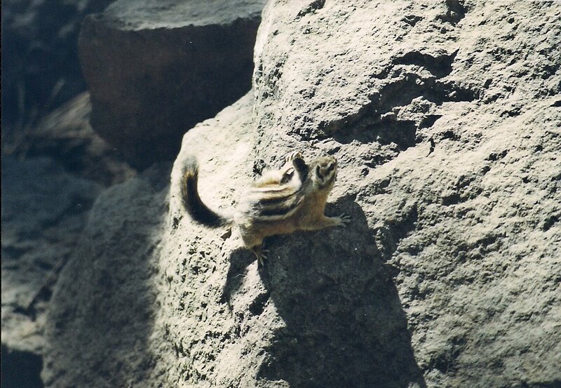 Chipmunk on Rock — Gray