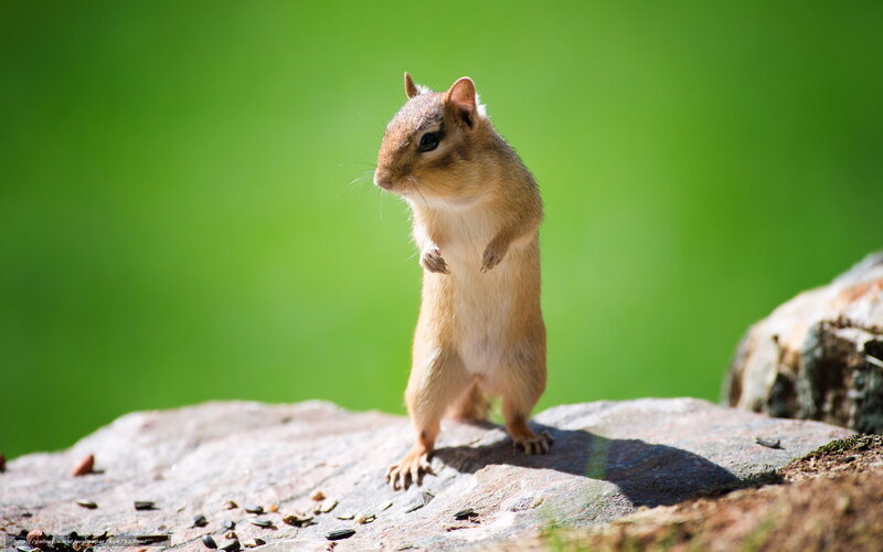 Chipmunk on Rock — Green, Curious