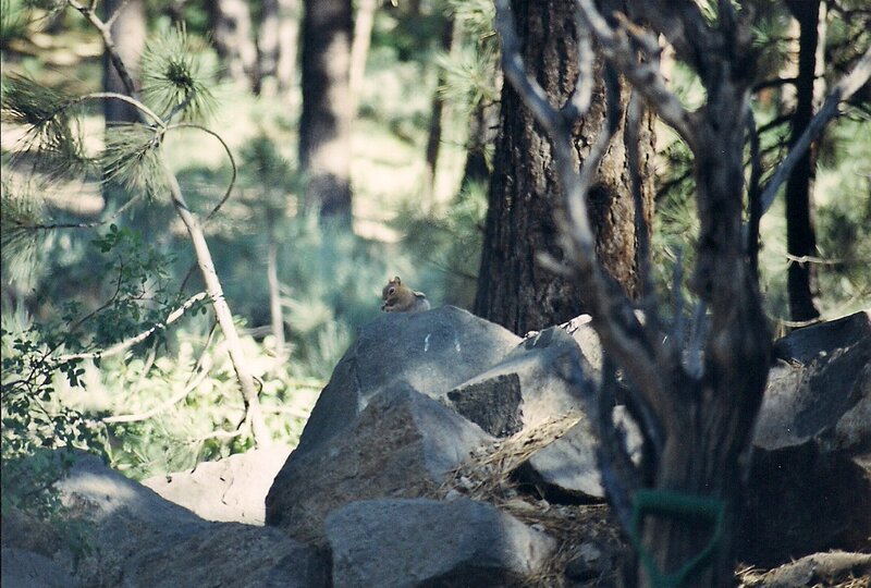 Chipmunk on Rock — Green