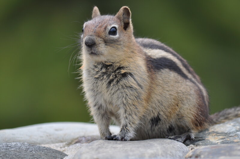 Chipmunk on Rocks — Brown