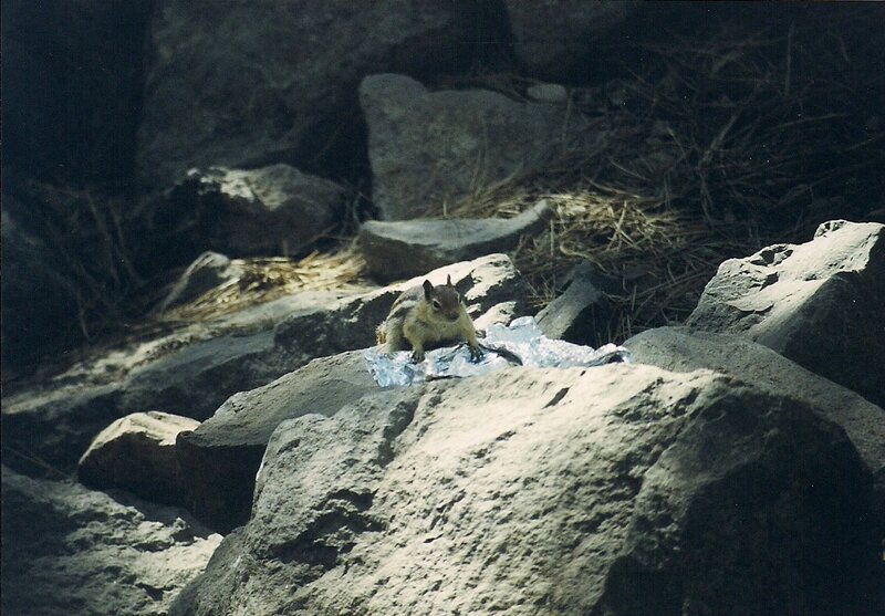 Chipmunk on Rocks