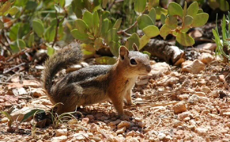 Chipmunk on Rocky Ground