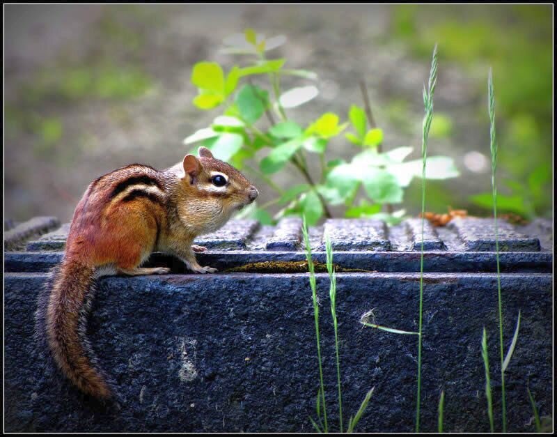 Chipmunk on Stone Wall