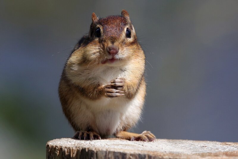 Chipmunk on Stump — Brown, Curious