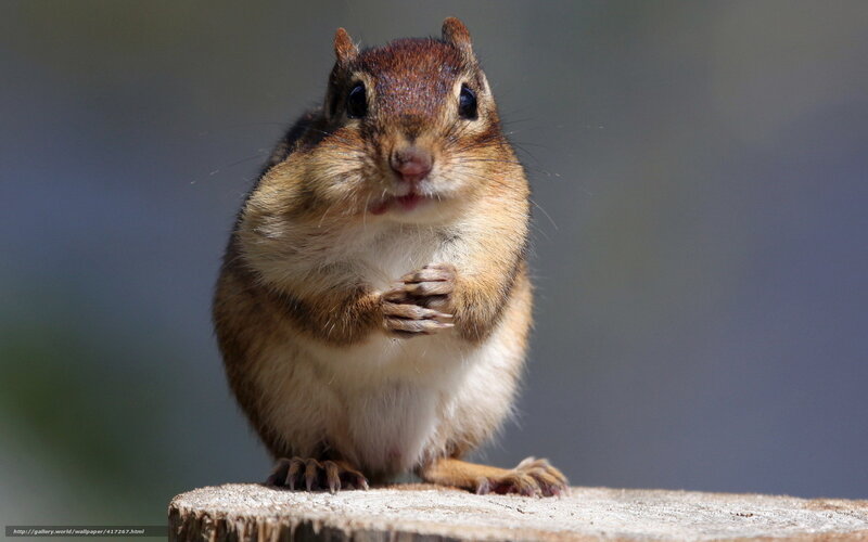 Chipmunk on Stump — Brown