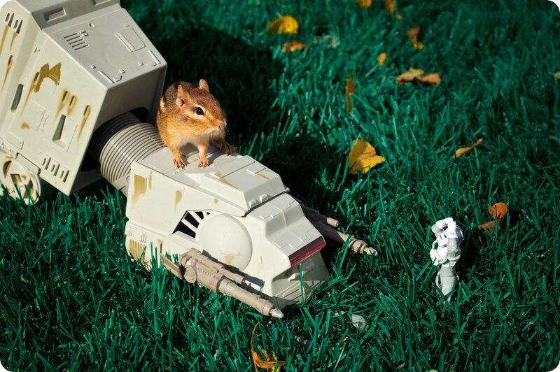 chipmunk on toy vehicle