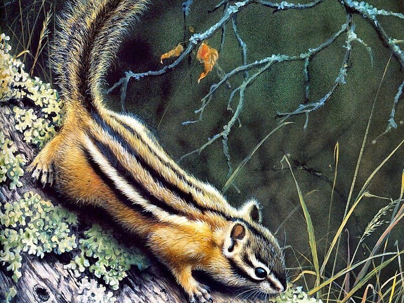 Chipmunk on Tree Branch — Brown, Natural, Autumn
