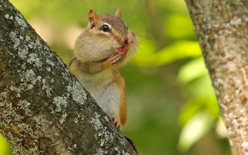 Chipmunk on Tree Branch — Brown