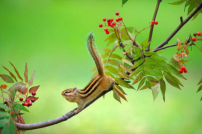 Chipmunk on Tree Branch — Green