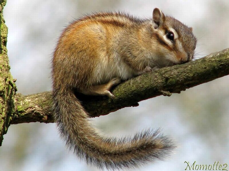 Chipmunk on Tree Branch