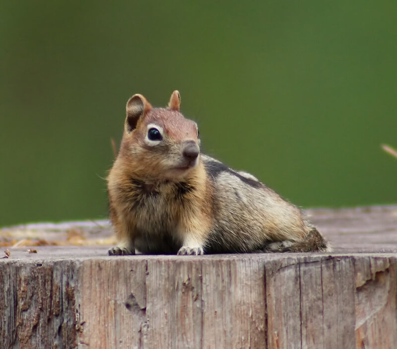 Chipmunk on Tree Stump