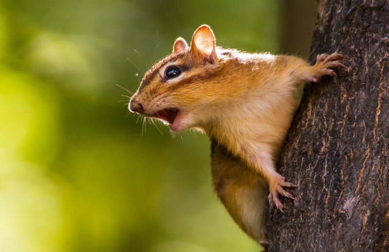 Chipmunk on Tree Trunk