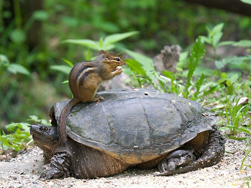 Chipmunk on turtle shell