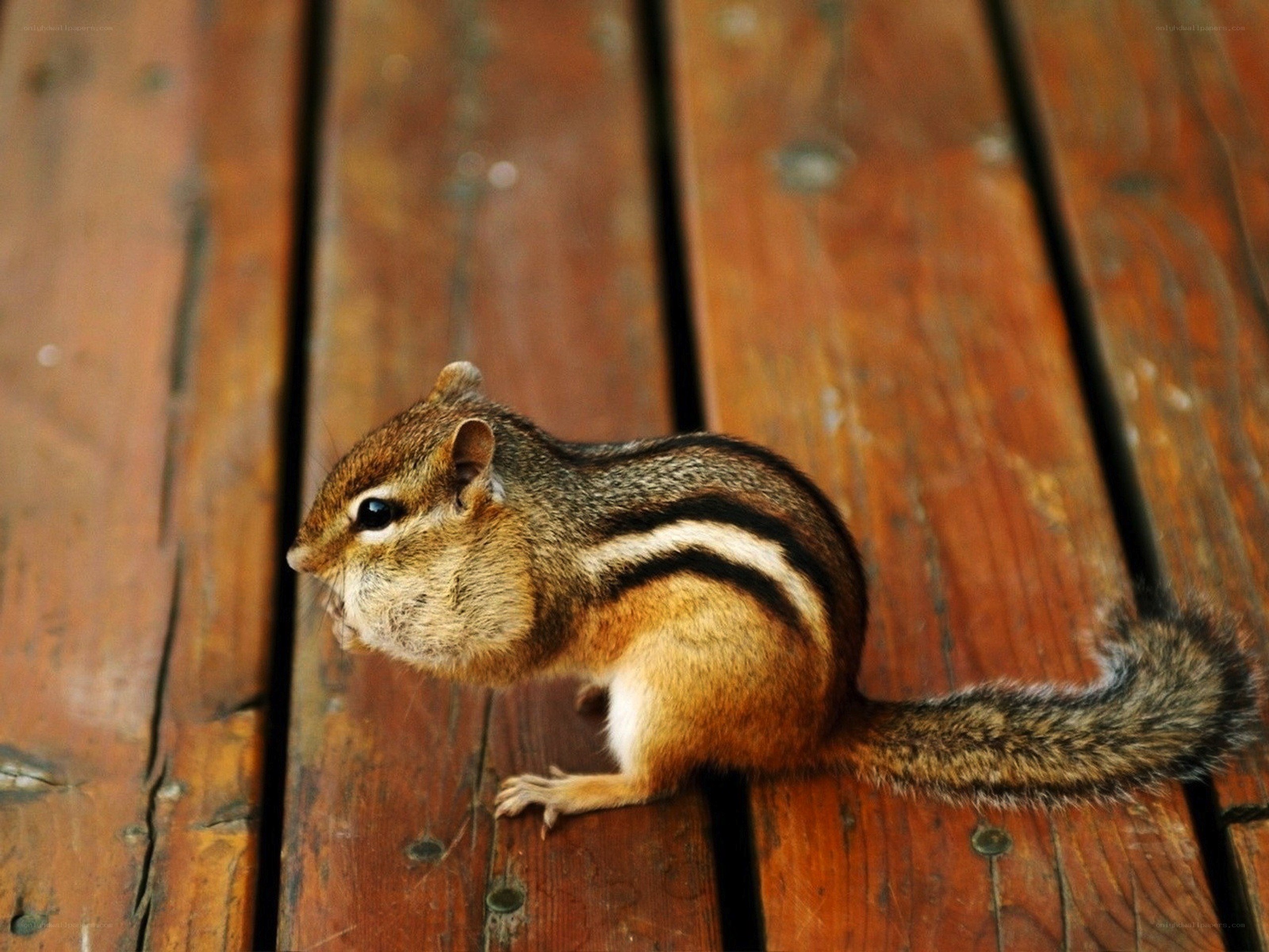 chipmunk on wooden deck