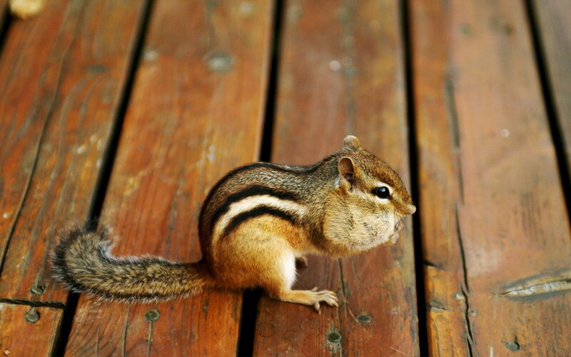Chipmunk on Wooden Deck — Brown