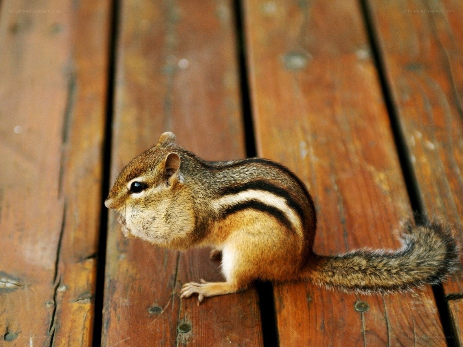 Chipmunk on wooden deck