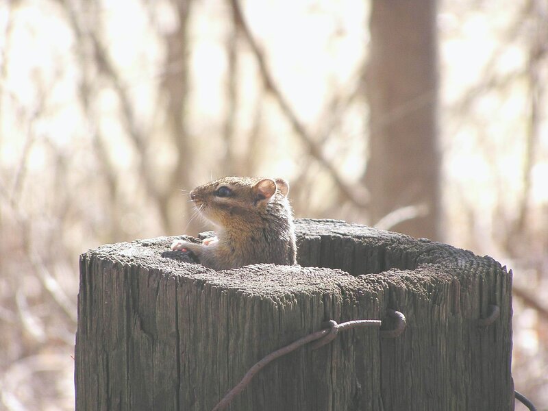 Chipmunk on Wooden Post