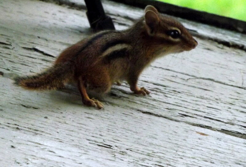 Chipmunk on Wooden Surface — Brown, Calm