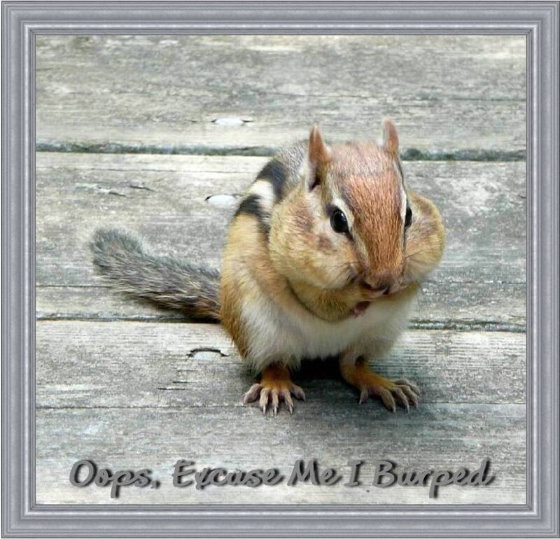 Chipmunk on Wooden Surface — Brown, Playful