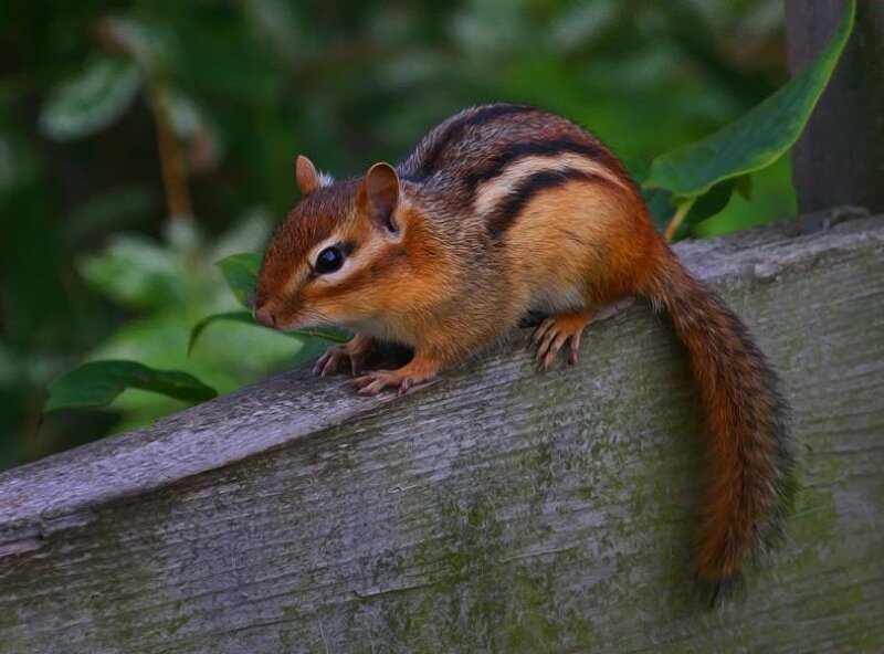 Chipmunk on Wooden Surface — Brown