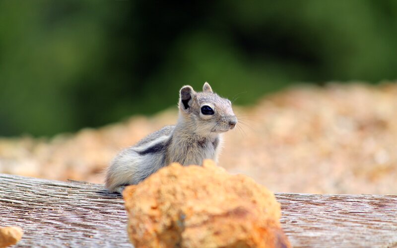 Chipmunk on Wooden Surface