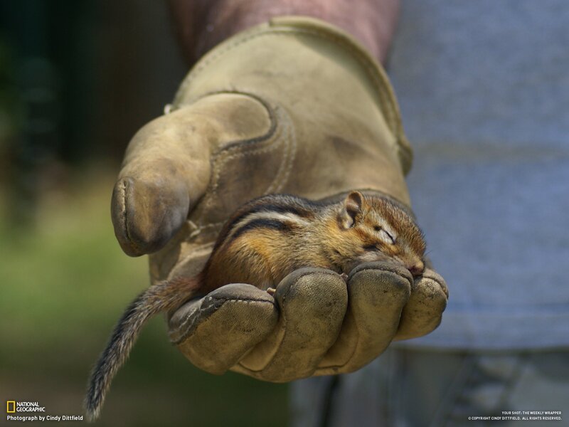 Chipmunk sleeping in a glove