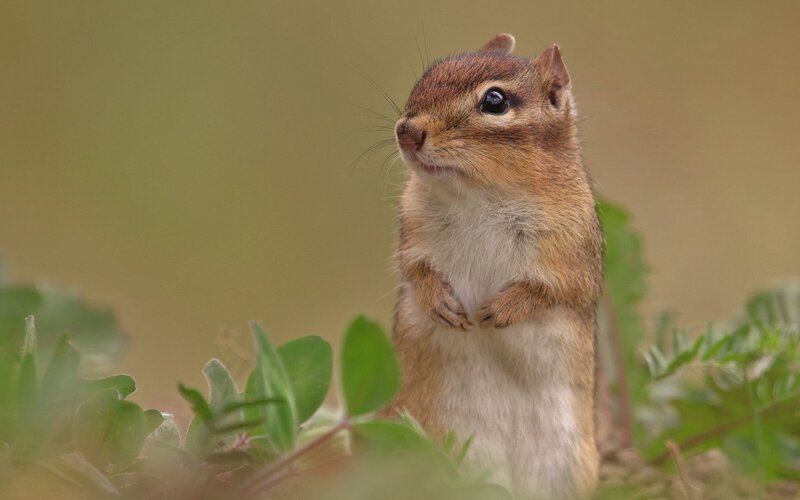 Chipmunk Standing in Grass